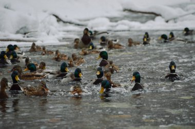 Kar ormanı arasında whinter nehri üzerinde ördekbir sürü