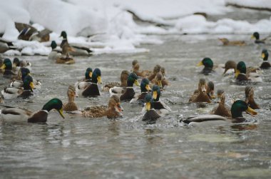 Ördekler ve drakes nehirde yüzmek kış parkı su dalgalanmaları oluşturmak