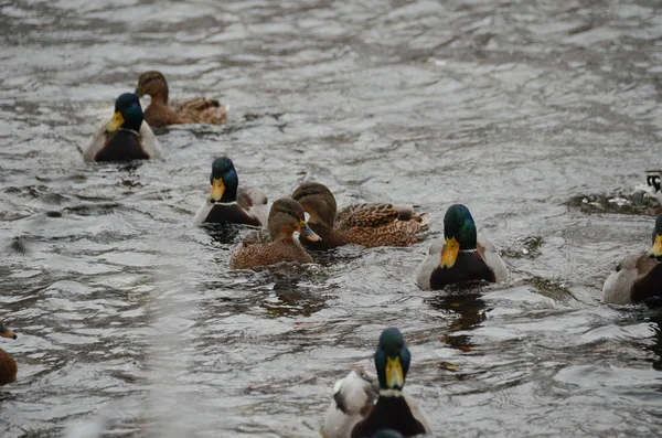Mallards - migratory birds of Russia. Colorful wild ducks and drakes on river in winter forest