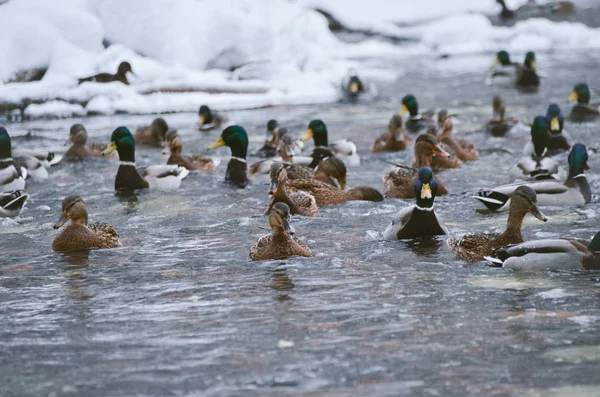 Cute duck family on bright river in winter park