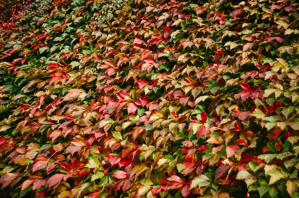 Uma Parede Folhas Hera Vermelha Brilhantes Colorido Fundo Textura Hera — Fotografia de Stock