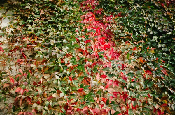 Uma Parede Folhas Hera Vermelha Brilhantes Textura Hera Colorida Outono — Fotografia de Stock