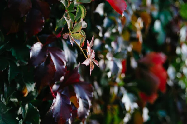 Яскравий Барвистий Макрос Зеленого Червоного Листя Плюща Стіні Восени Копенгаген — стокове фото