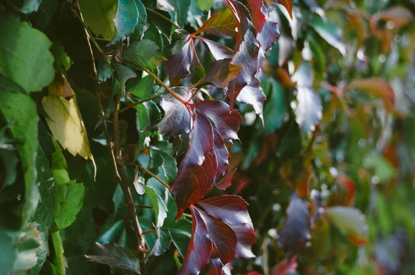 Bright ivy texture close up. Colorful autumn leaves