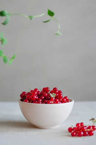 Groselha Vermelha Fresca Brilhante Tigela Branca Mesa Fundo Cinza Com — Fotografia de Stock