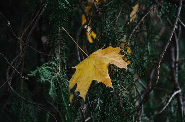 緑の枝暗色の背景に黄色のカエデの葉を持つPlatycladusを閉じます 秋には東洋のトゥハが紅葉します 秋の色 — ストック写真
