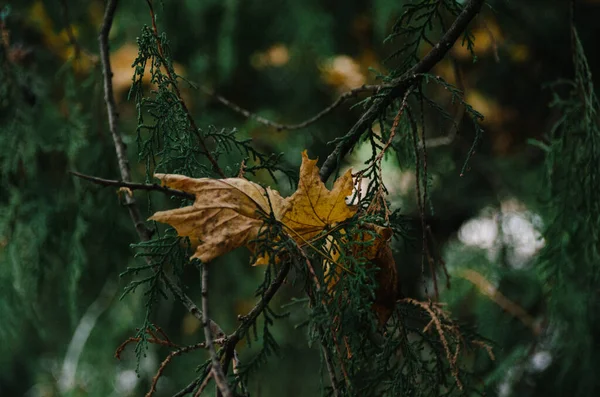 Grüner Zweig Platycladus Mit Gelben Ahornblättern Auf Dunklem Hintergrund Nahaufnahme — Stockfoto