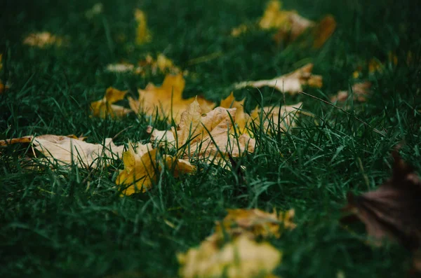 Темно Зеленая Трава Покрытая Сухими Желтыми Осенними Листьями Красочное Осеннее — стоковое фото