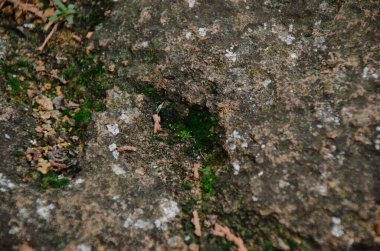 Taşın dokusu yosun ile kaplıdır.