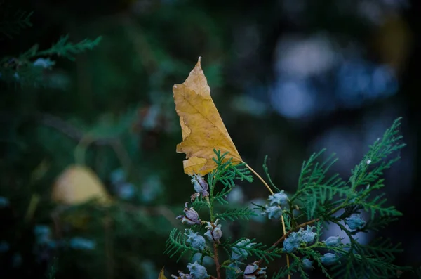 Bright Green Branch Oriental Thuja Cones Yellow Maple Leaf Dark — Stock Photo, Image