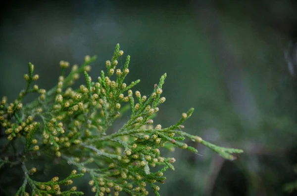 Brigth Green Branch Cones Dark Background Moody Tones Autumn Thuja — Stock Photo, Image
