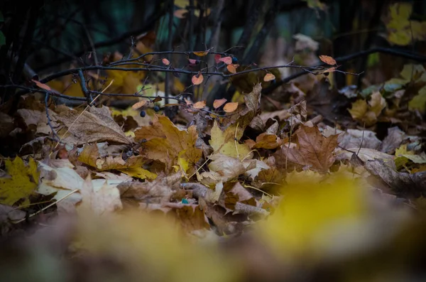 Bosgrond Bedekt Met Droge Gele Herfstbladeren Kleurrijke Herfsttijd — Stockfoto