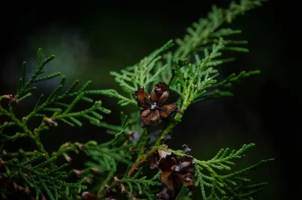 Green Branch Platycladus Cones Dark Background Close Oriental Thuja Leaves — Stock Photo, Image