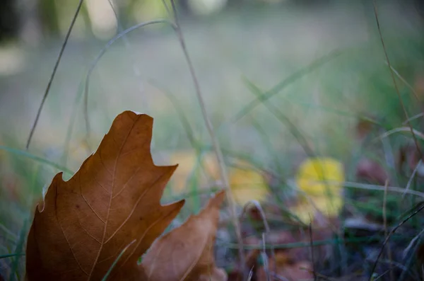 Sonbahar Bahçesinde Çimlerde Kuru Akçaağaç Yaprağı Yakın — Stok fotoğraf