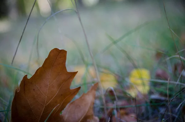 Hoja Arce Seco Hierba Jardín Otoño Cerca —  Fotos de Stock