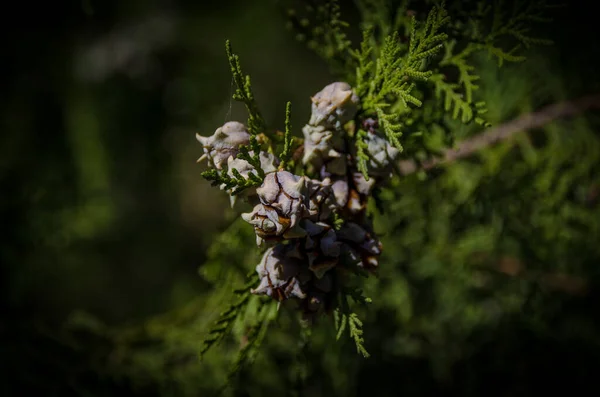 Macro Green Branch Platycladus Cones Dark Background Oriental Thuja Leaves — Stock Photo, Image