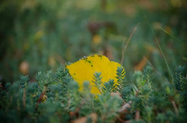 Jasnożółty Liść Jesieni Zbliżyć Się Trawie Październiku Parku — Zdjęcie stockowe