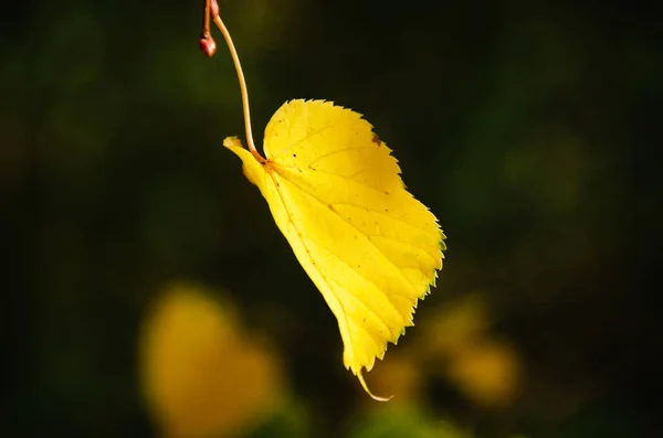 Feuille Automne Jaune Vif Rapprochée Sur Fond Sombre — Photo