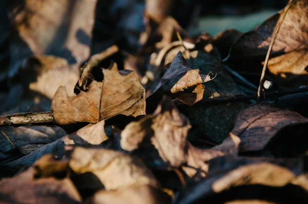 Trockene Abgefallene Blätter Sonnigen Herbsttagen — Stockfoto