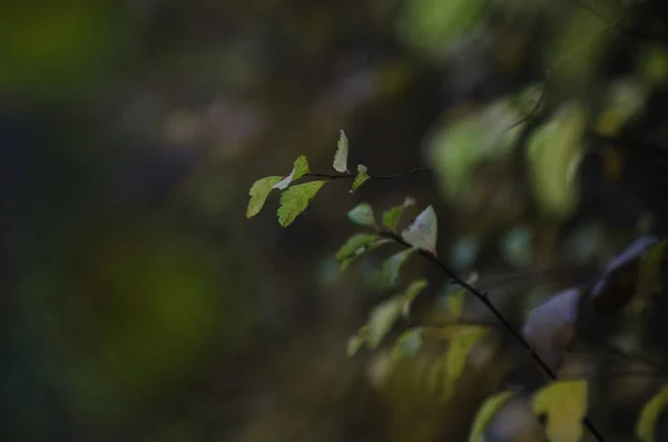 Feuilles Automne Jaunes Rapprochées Sur Fond Naturel Foncé — Photo