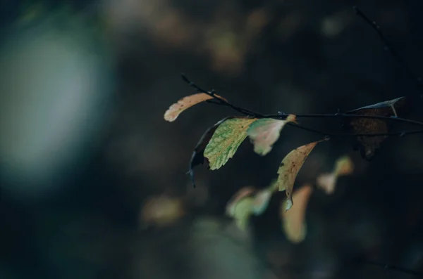 Żółte Liście Jesieni Zbliżyć Ciemnym Naturalnym Tle — Zdjęcie stockowe