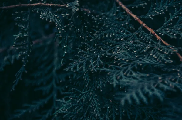 暗めの背景に円錐形の緑色の枝 秋のムーディートーン Thuja Leaves Close — ストック写真