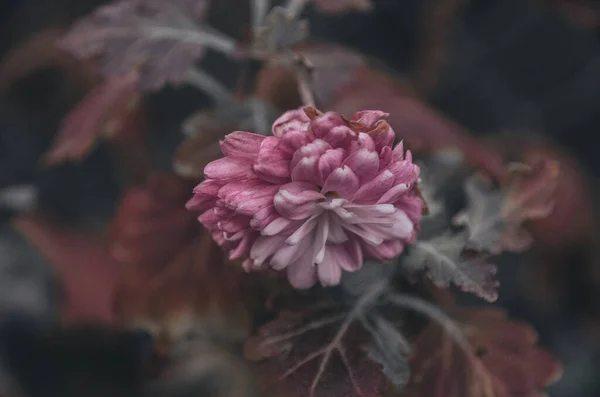Hermosa Flor Violeta Aster Sobre Fondo Natural Jardín Otoño — Foto de Stock