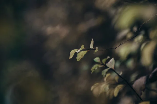 Gelbe Herbstblätter Hautnah Vor Dunklem Natürlichen Hintergrund Stockfoto