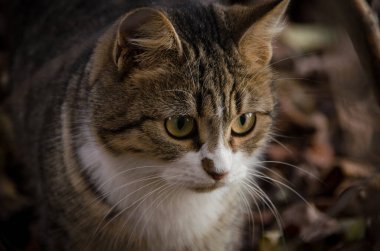 Sarı gözlü şirin kedi sonbahar ormanlarında yaprakların üzerine kapanır.