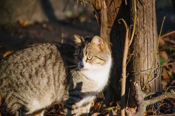 Bella Giovane Gatto Che Cammina Nel Giardino Autunnale Sfondo Foglie — Foto Stock