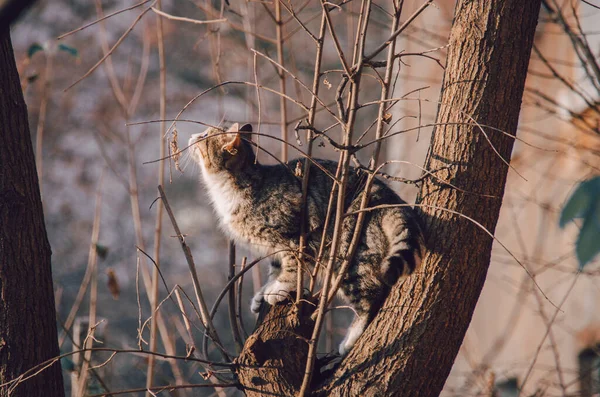 Молодий Пухнастий Кіт Сидить Дереві Прекрасному Осінньому Саду — стокове фото