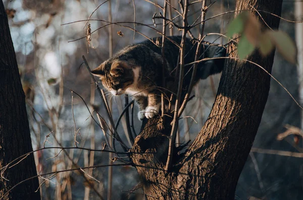 Молодий Пухнастий Кіт Грає Дереві Прекрасному Осінньому Саду — стокове фото