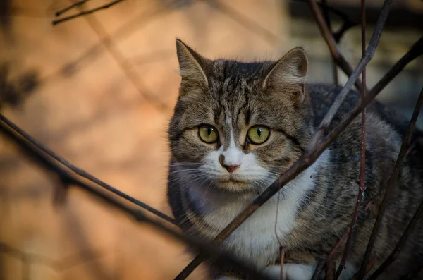 Красива Кішка Жовтими Очима Сидить Дереві Осінньому Дворі — стокове фото