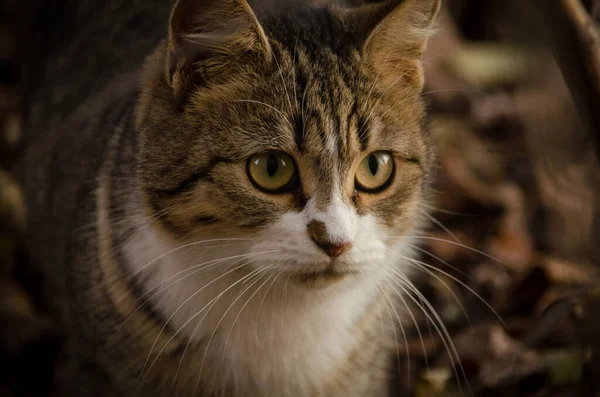 Hermoso Retrato Gato Cerca Sobre Fondo Hojas Secas Otoño — Foto de Stock