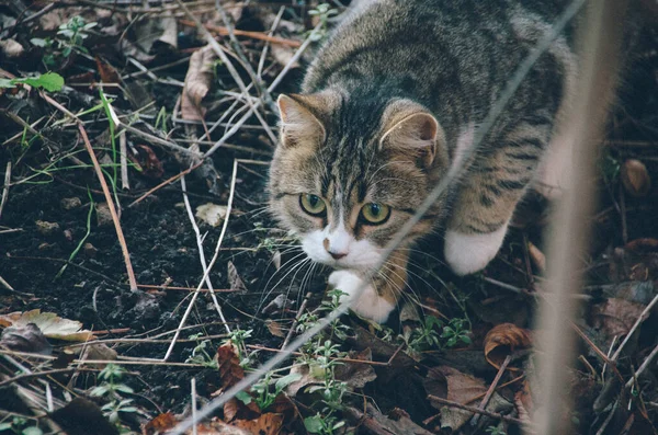 정원의 배경에서 사냥하는 아름다운 고양이 — 스톡 사진