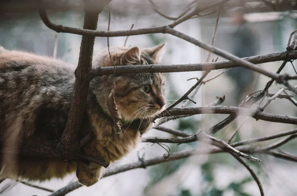 아름다운 고양이과 동물은 정원의 나무에 — 스톡 사진