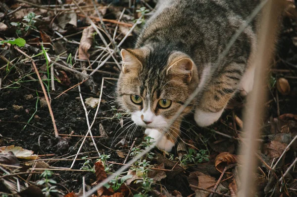 정원의 배경에서 사냥하는 아름다운 고양이 — 스톡 사진
