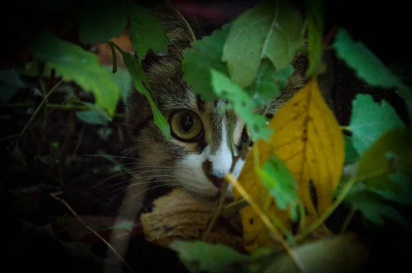 나무숲에 나뭇잎 사이로 가까이 귀여운 고양이 — 스톡 사진