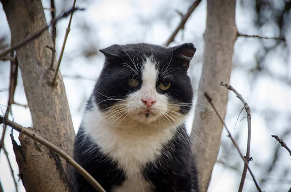 Старий Смердючий Кіт Сидить Дереві Осінньому Саду — стокове фото