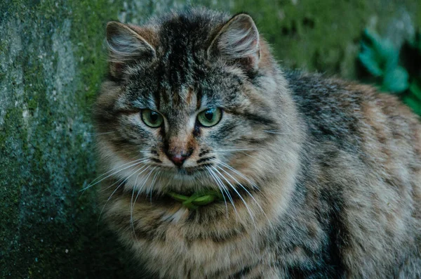 Bellissimo Ritratto Giovane Gatto Vicino Cortile Autunno Sfondo Verde Muschio — Foto Stock