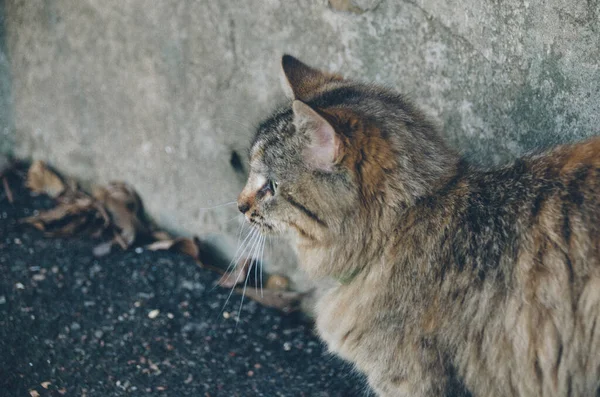 Vacker Ung Katt Närbild Höst Trädgård Fallna Löv Bakgrund — Stockfoto