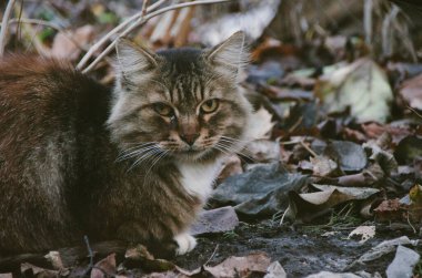 Yaşlı kokulu kedi sonbahar bahçesinde düşen yaprakların üzerinde oturuyor.