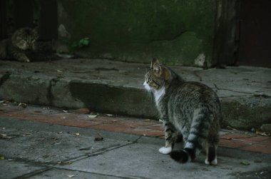Güzel genç kediler sonbahar bahçesinde oynuyorlar