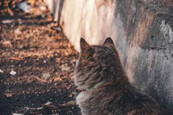 Schöne Junge Katze Hautnah Herbstlichen Garten Auf Fallendem Laub Hintergrund — Stockfoto