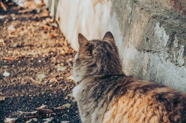 가까이 떨어진 아름다운 고양이 — 스톡 사진