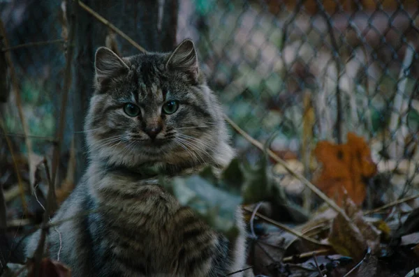 可爱的毛绒绒猫肖像紧贴在秋天的院子里 — 图库照片