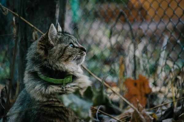 Bela Jovem Gato Está Andando Jardim Outono Fundo Folhas Caídas — Fotografia de Stock