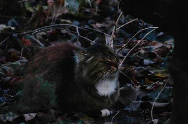 Viejo Gato Maloliente Está Sentado Hojas Caídas Jardín Otoño — Foto de Stock