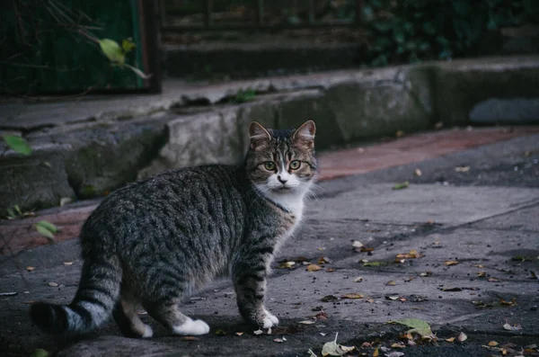 美しい若い猫が秋の庭を歩いています — ストック写真