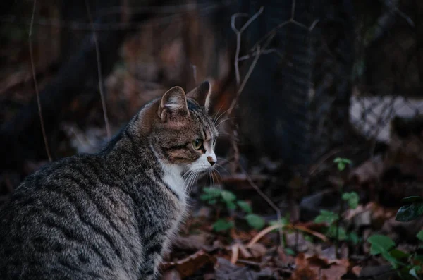 아름다운 고양이가 정원에서 쓰러진 나뭇잎 있습니다 — 스톡 사진